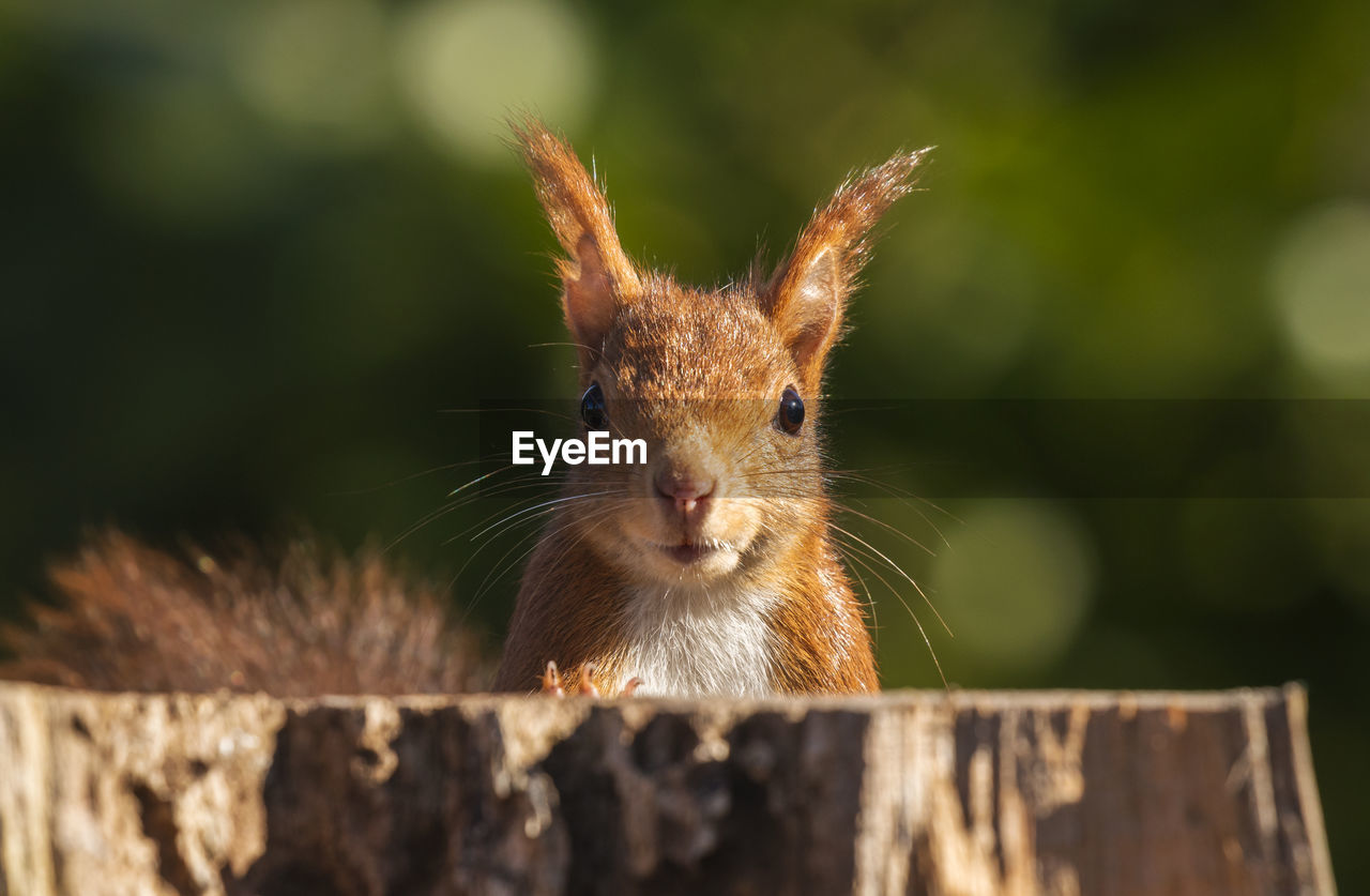 CLOSE-UP OF SQUIRREL ON WOOD
