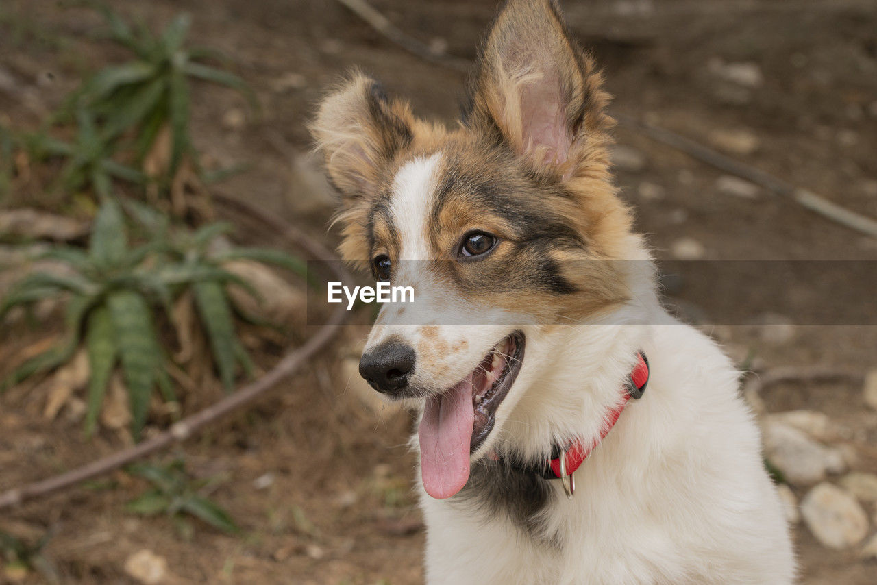 one animal, pet, animal themes, animal, dog, mammal, domestic animals, canine, sticking out tongue, wolfdog, carnivore, facial expression, animal body part, no people, focus on foreground, portrait, looking, mouth open, outdoors, nature, panting, day, animal tongue, looking away, close-up