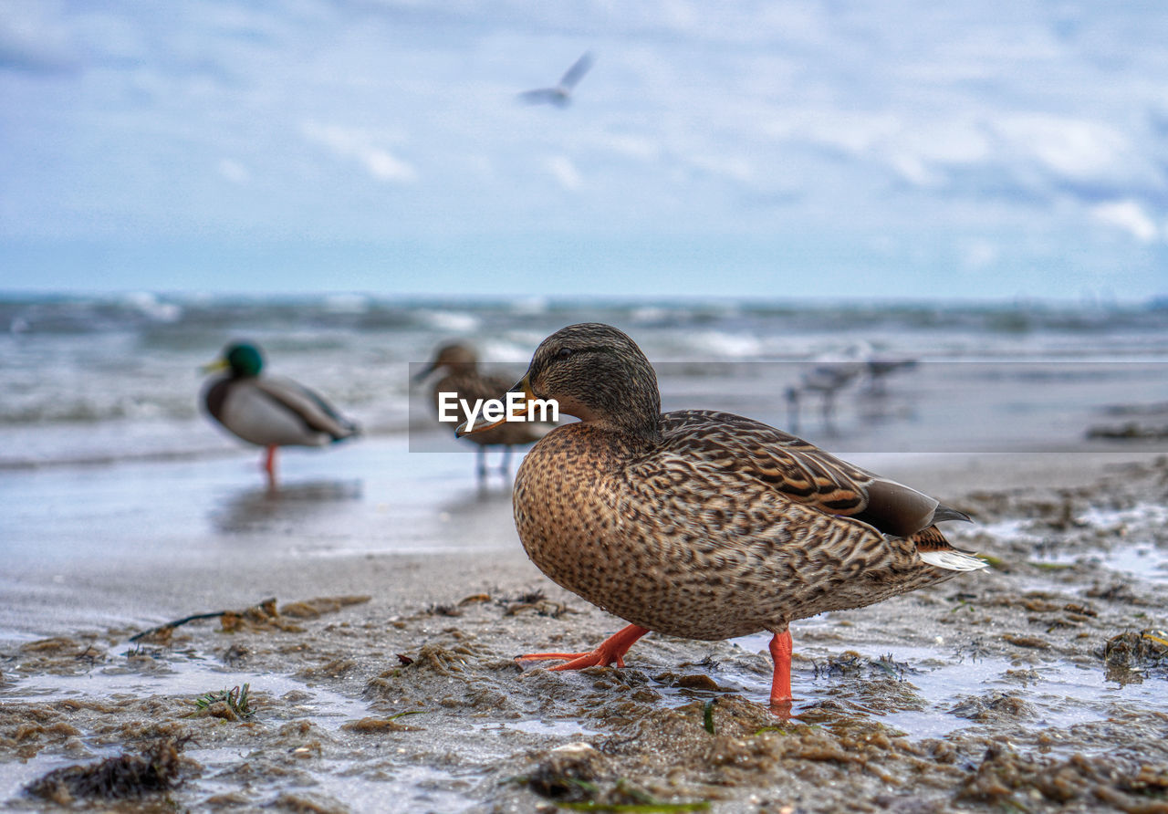 Close-up of ducks at shore of beach