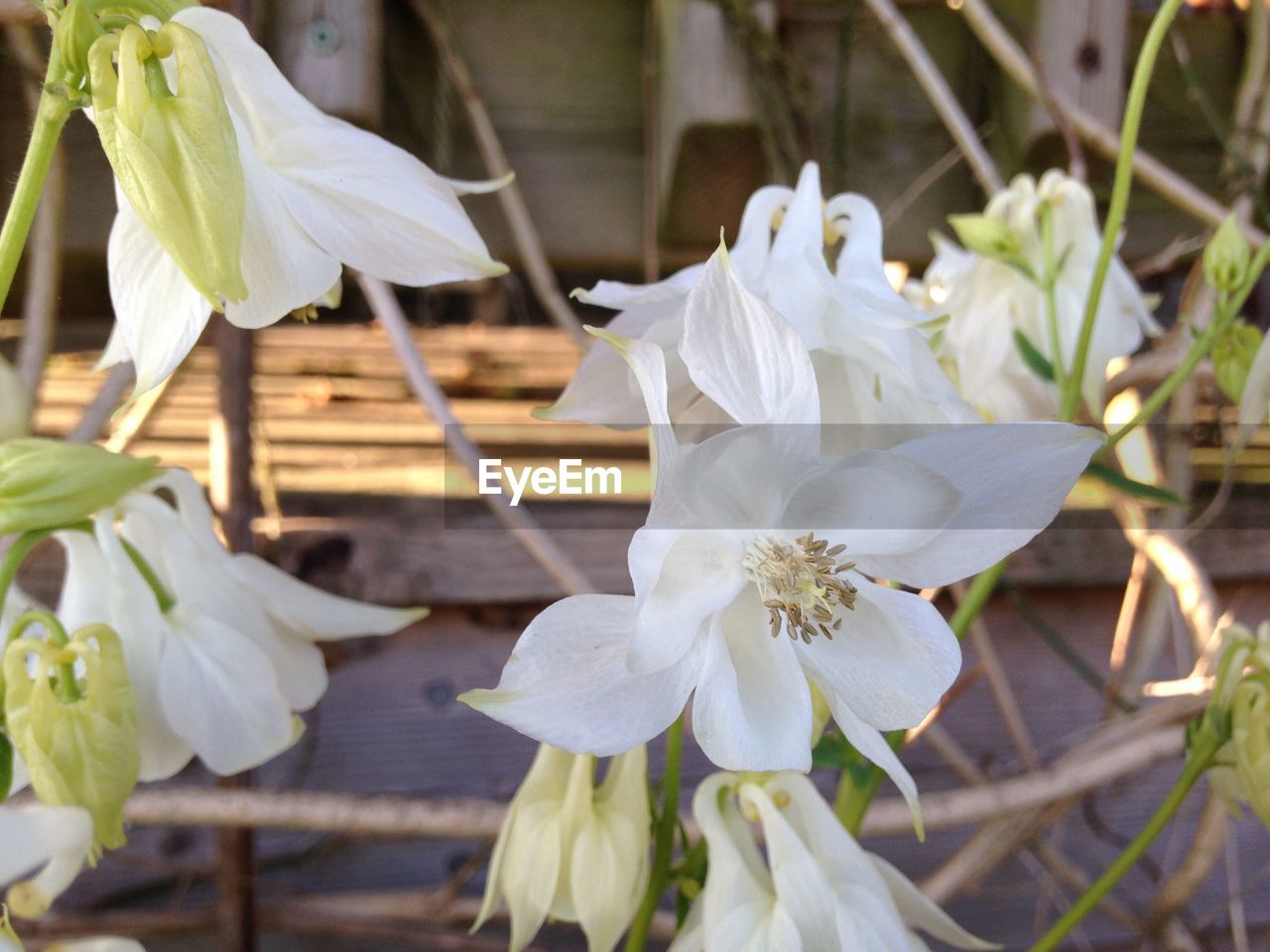 White flowers blooming in garden