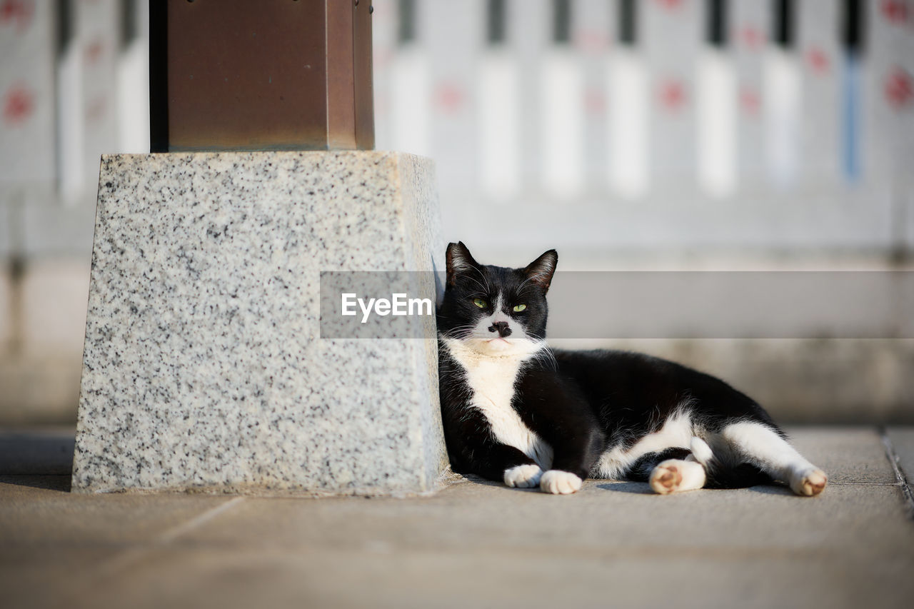 Black and white cat sitting beside a wooden pillar of a temple