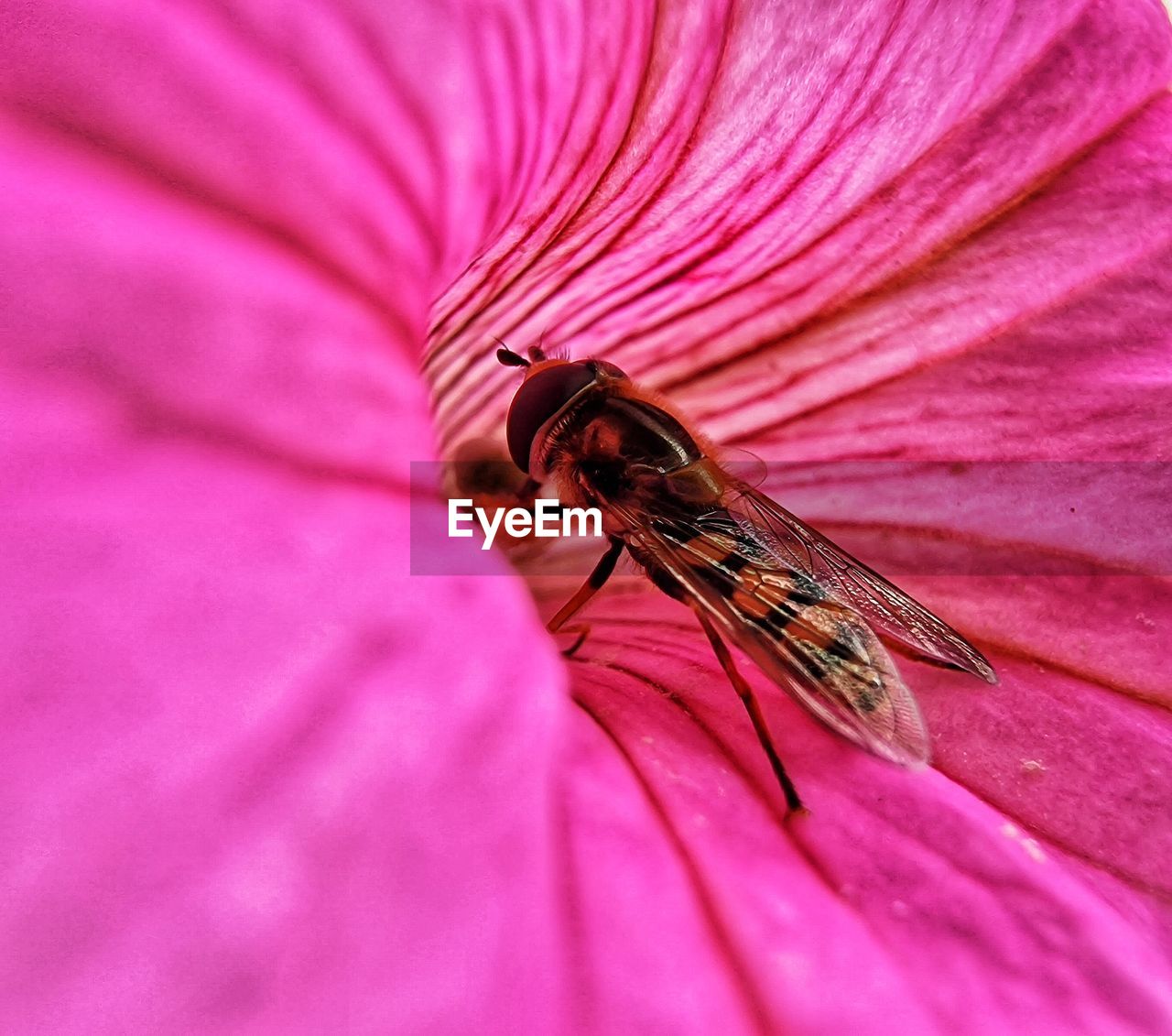 Pollinators in flower