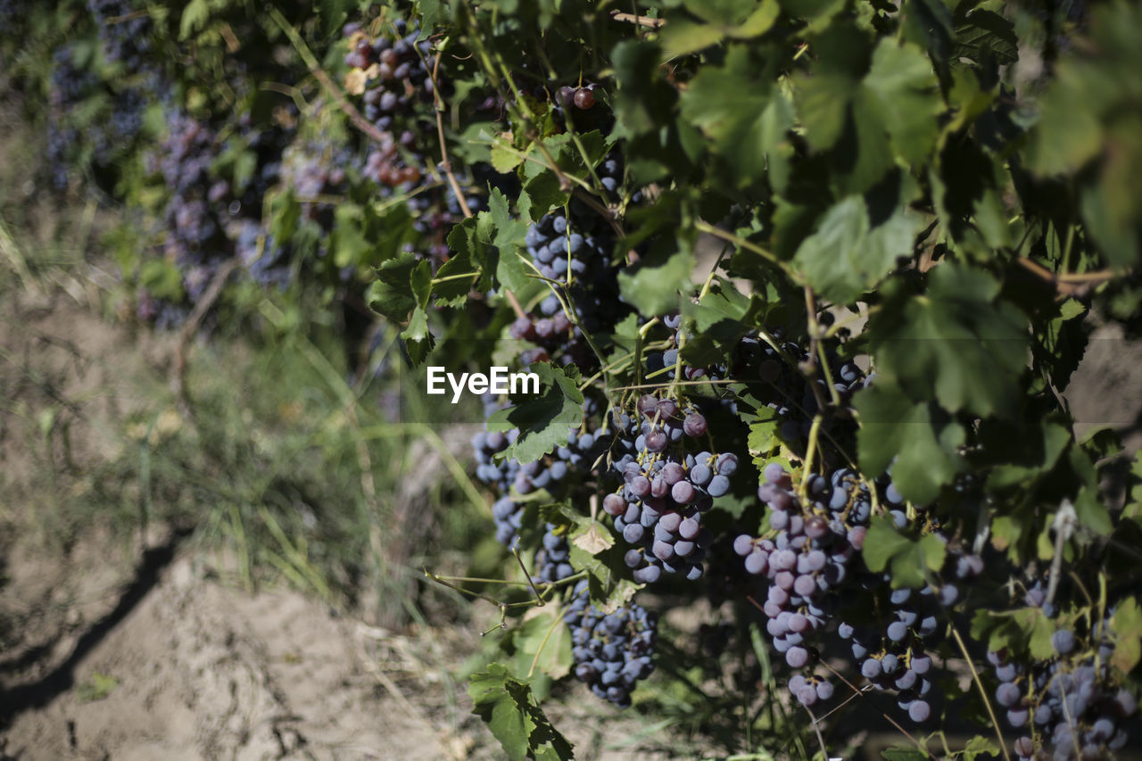 Wine grapes from mendoza, argentina