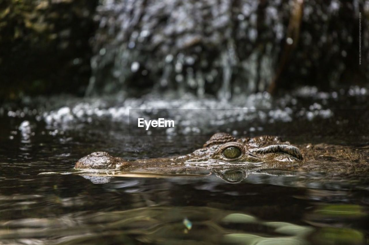 close-up of crocodile