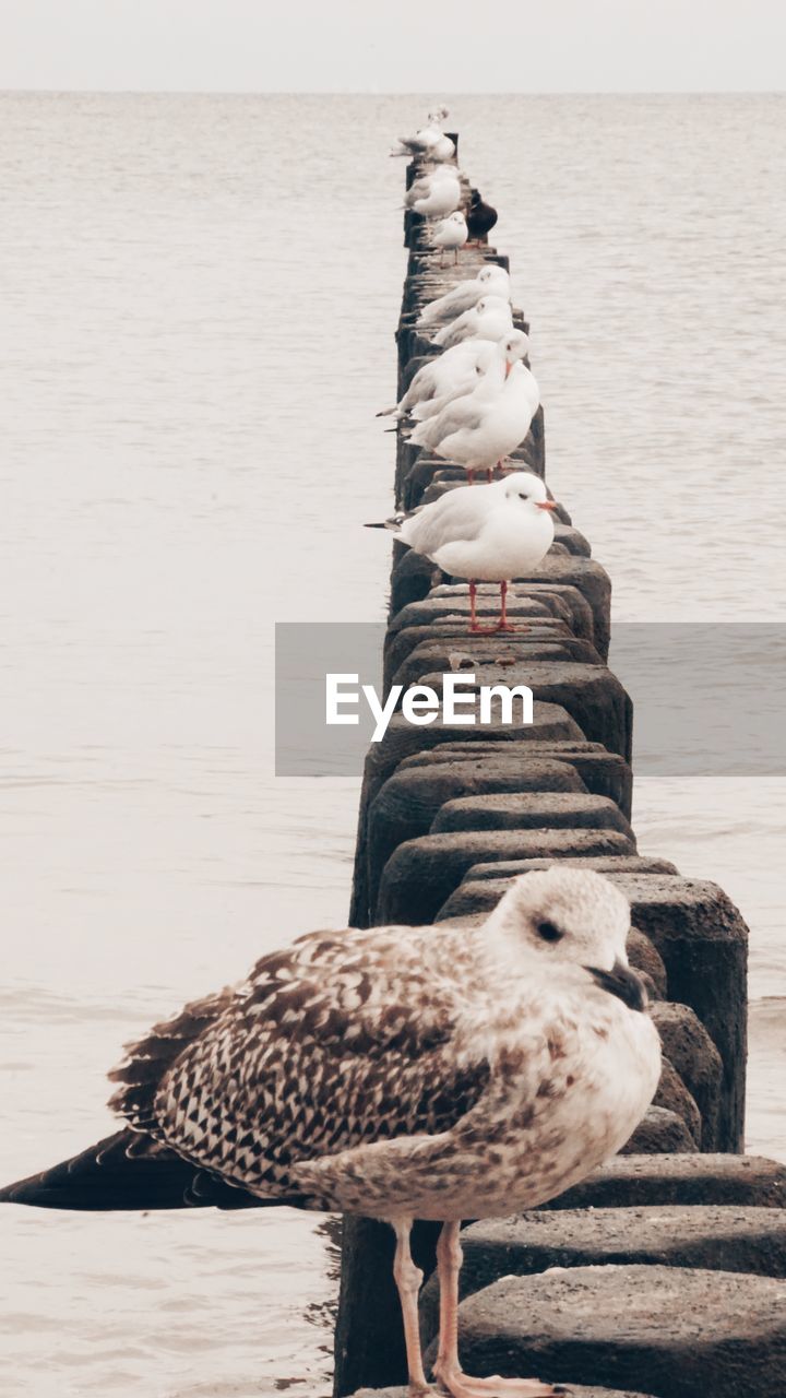 Bird perching on a beach