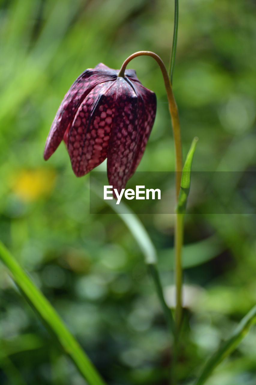 flower, plant, close-up, freshness, nature, beauty in nature, flowering plant, no people, focus on foreground, growth, plant stem, wildflower, cypripedium, food, outdoors, macro photography, leaf, food and drink, plant part, day, fragility, green, red