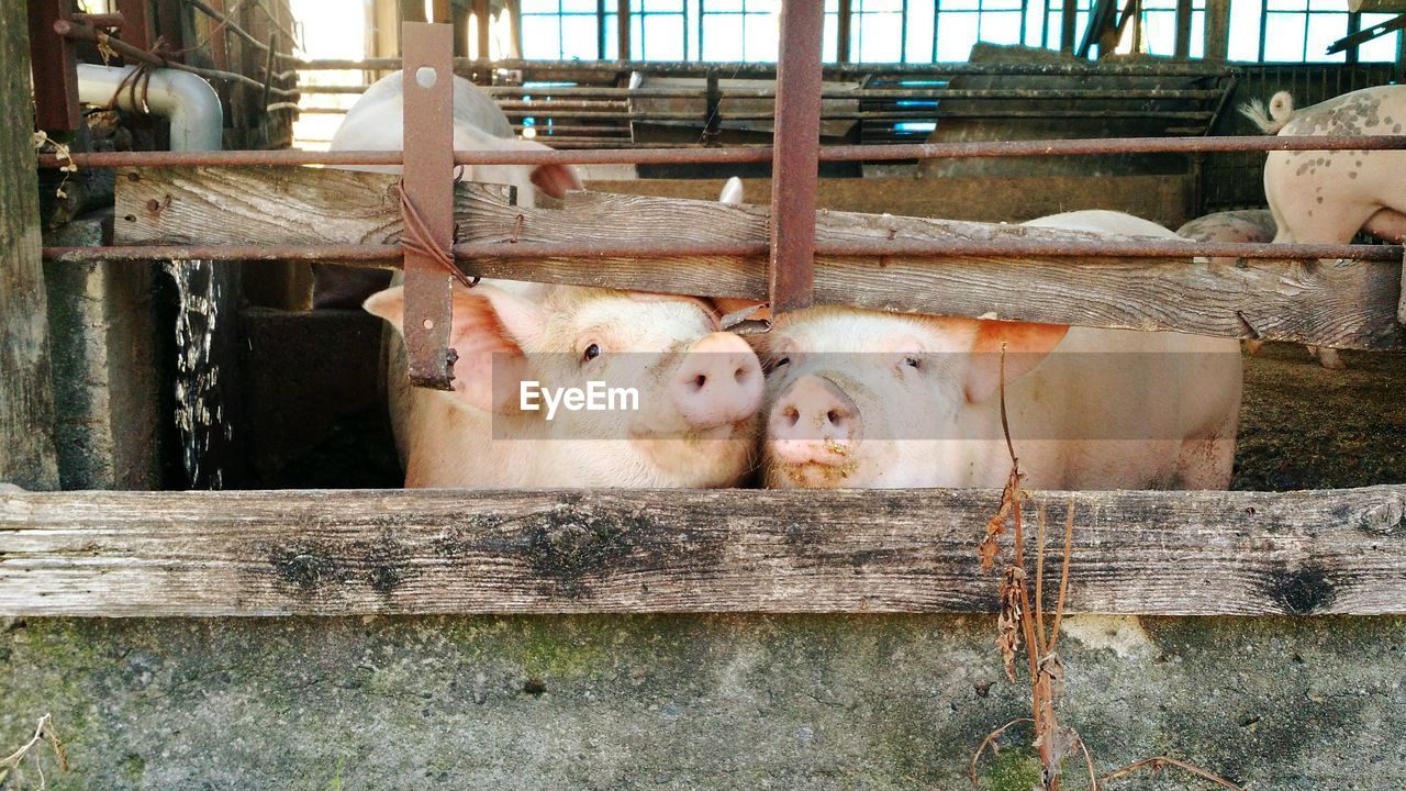 Pigs in pen