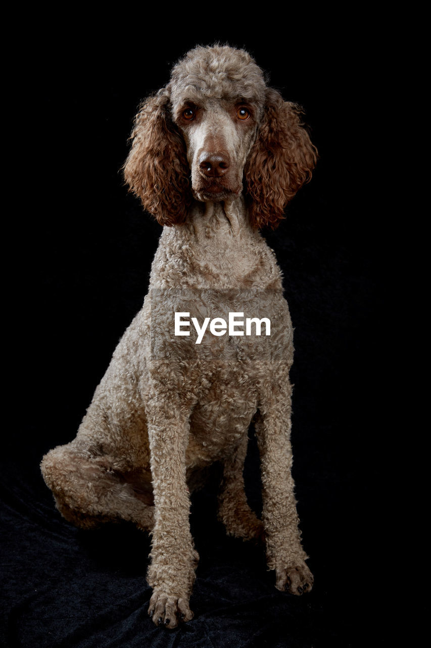 Portrait of standard poodle on black background