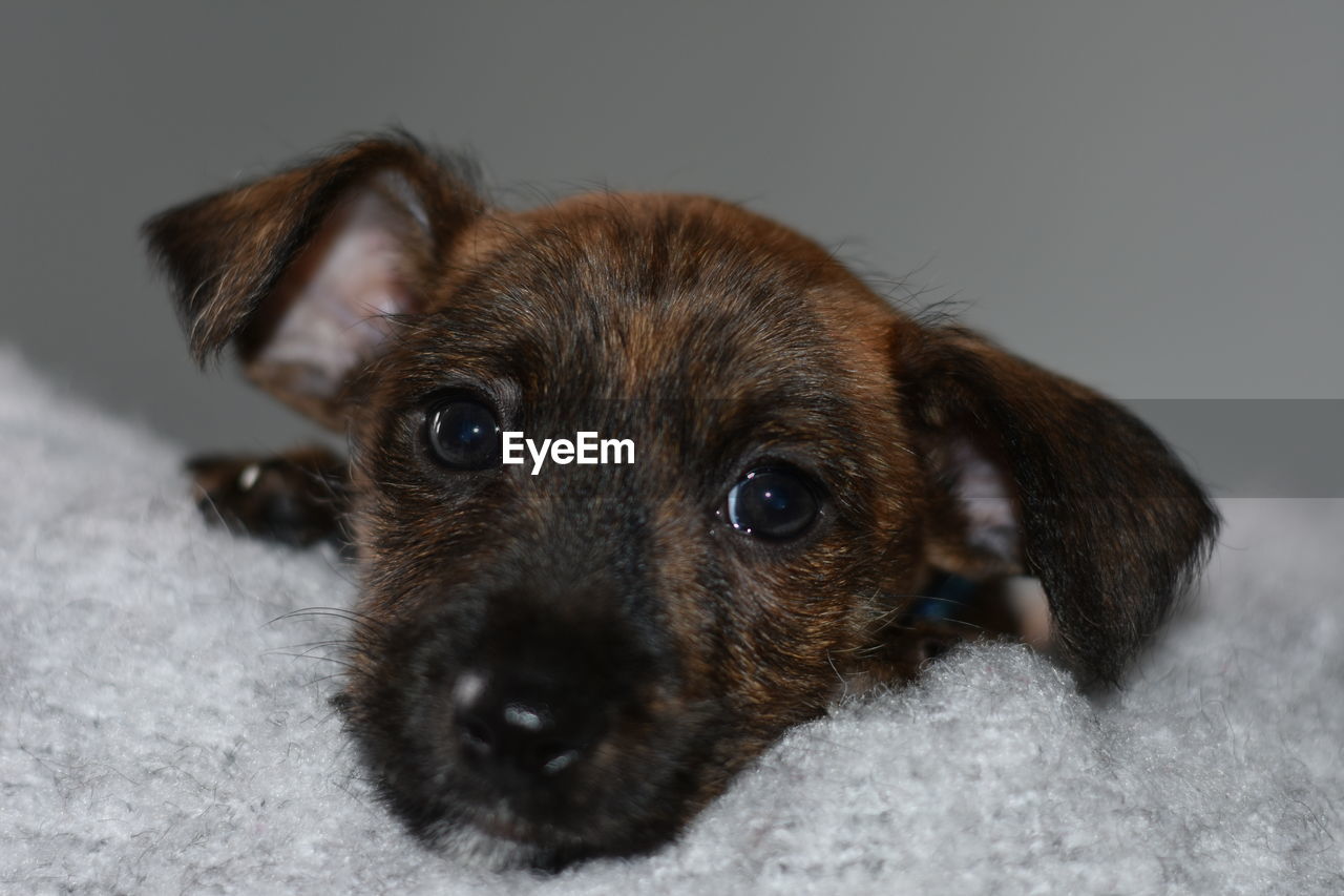 Close-up portrait of a dog/puppy