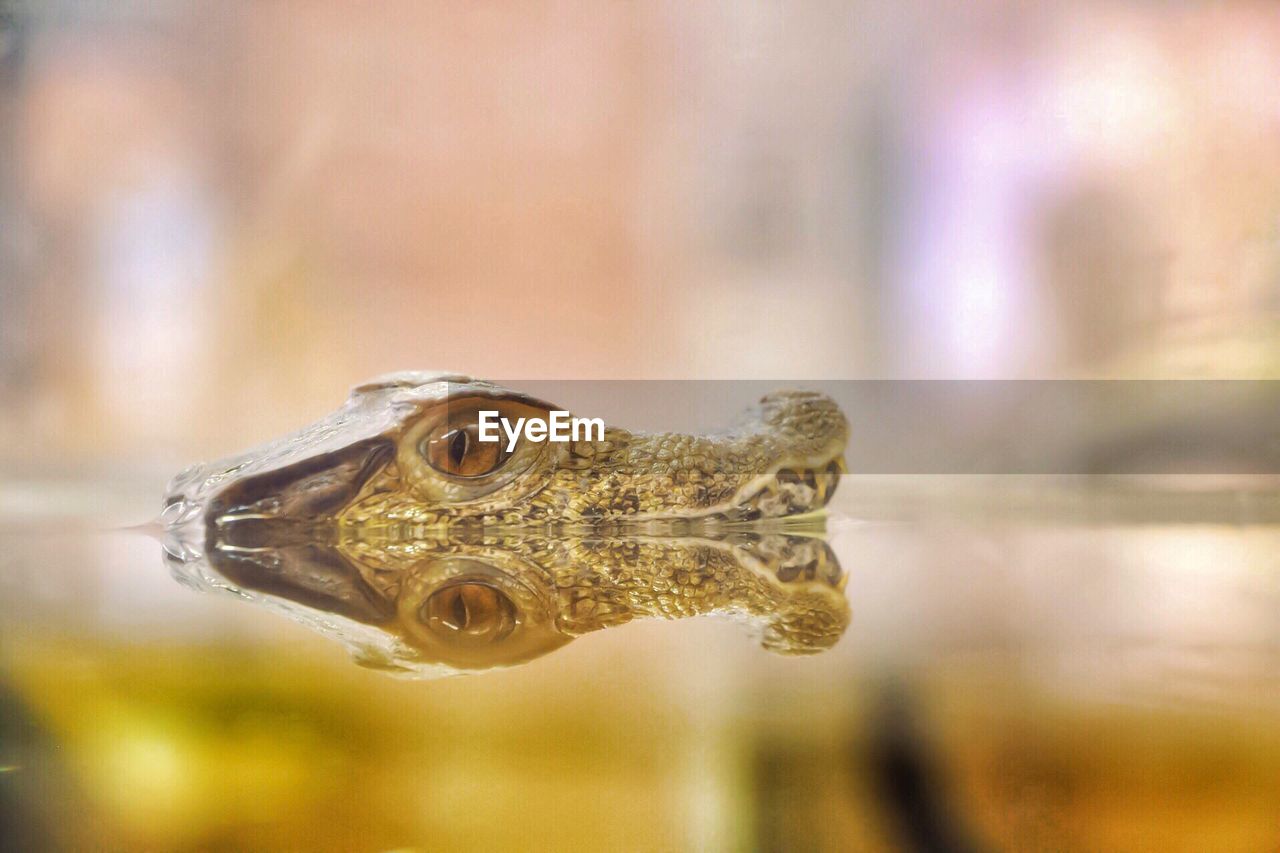 Close-up of alligator in water