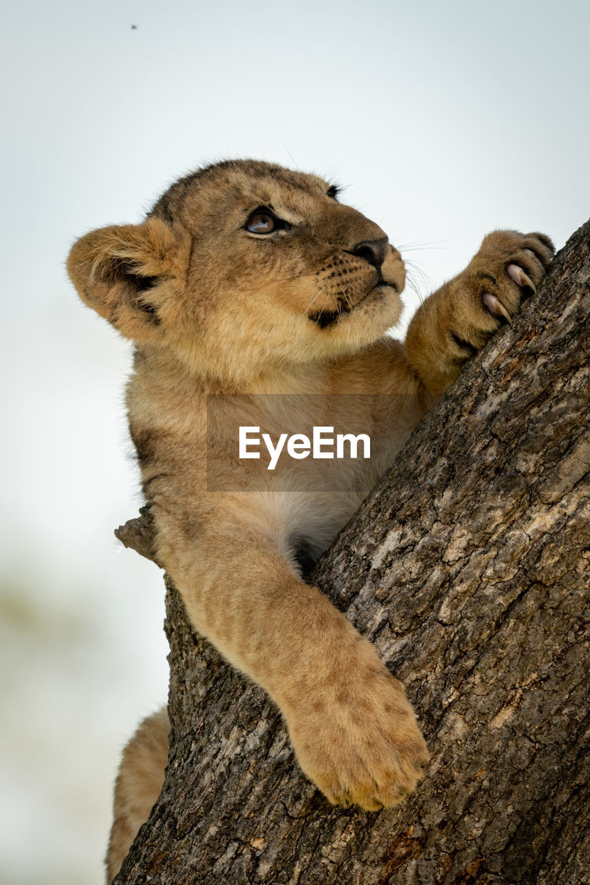 Low angle view of lion cub resting on tree trunk