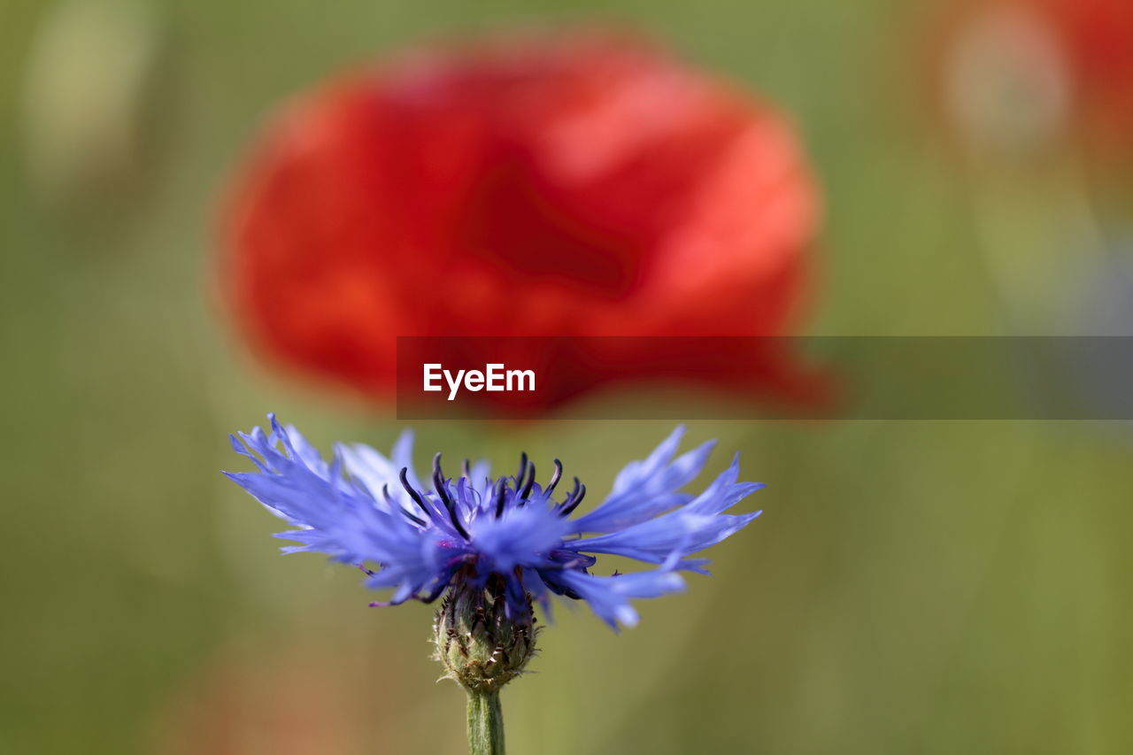 Close-up of purple flowers blooming outdoors