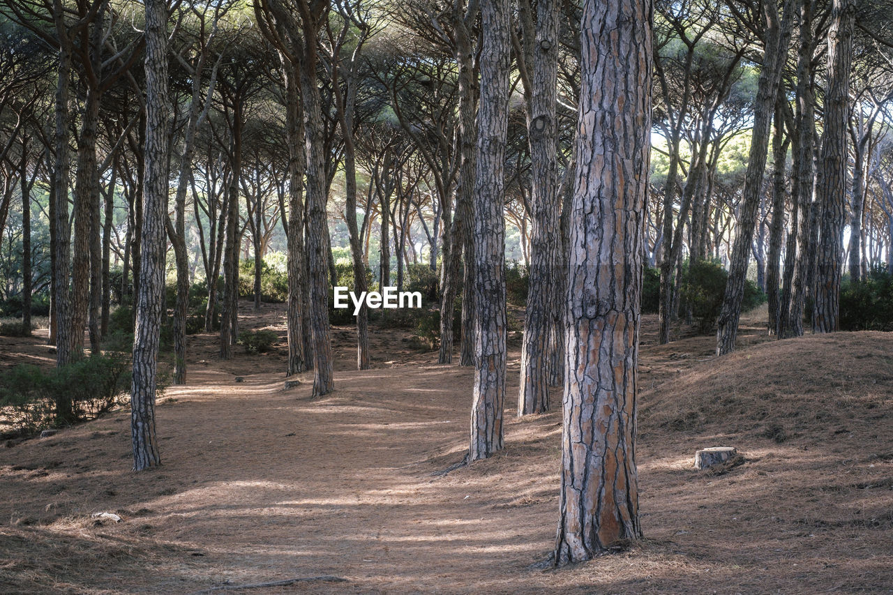 trees growing in forest