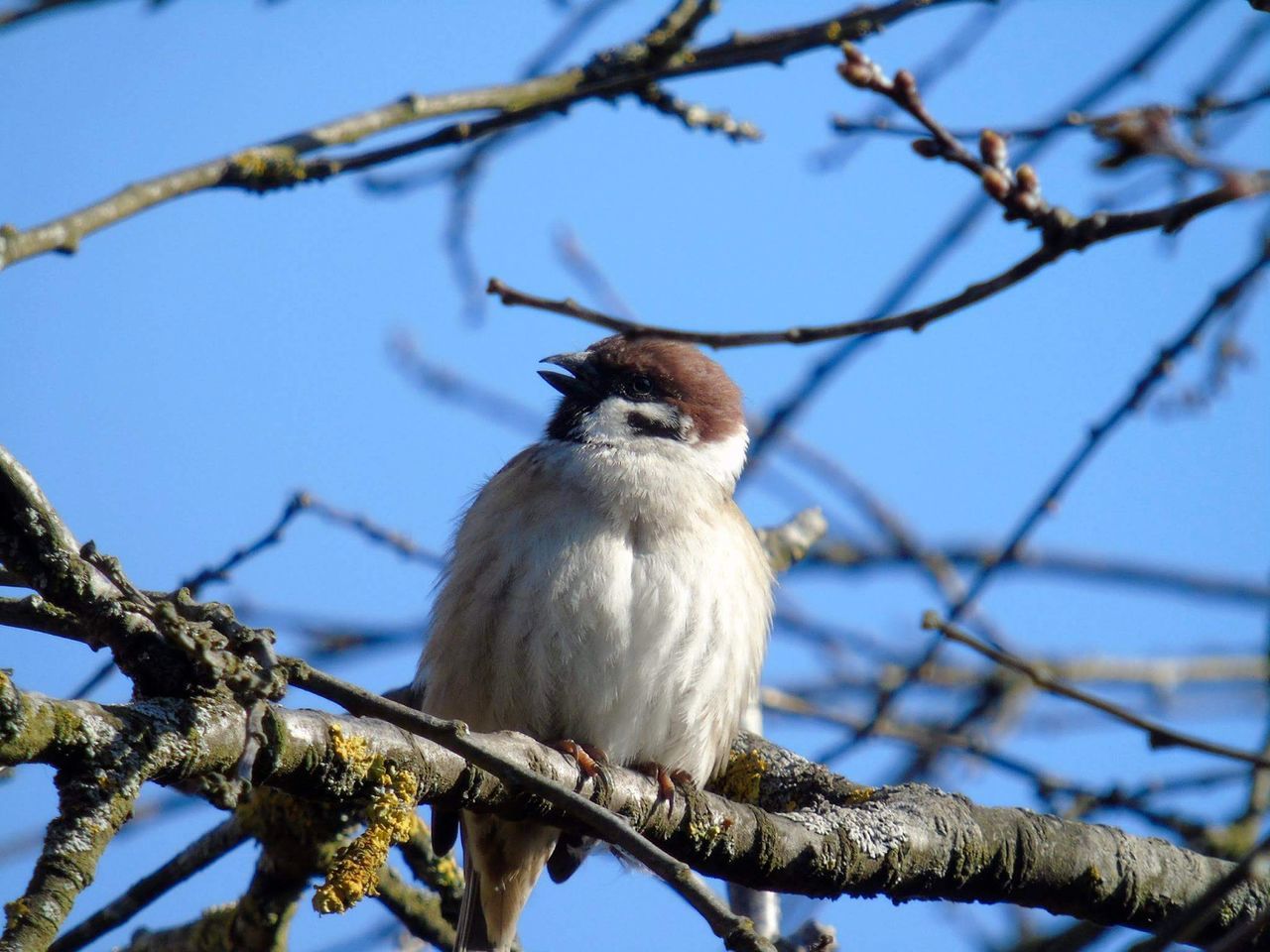 Low angle view of sparrow perching on branch against clear blue sky