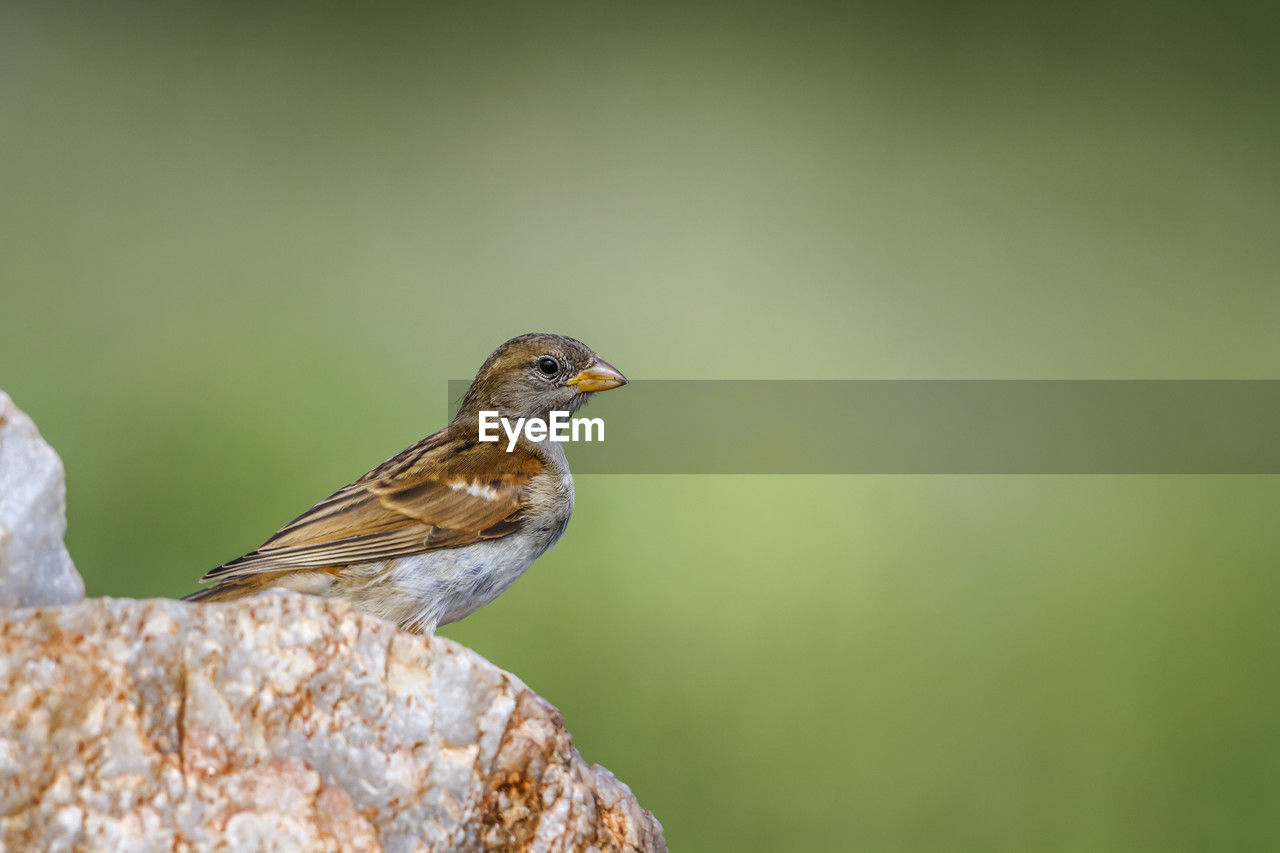 close-up of bird perching on twig