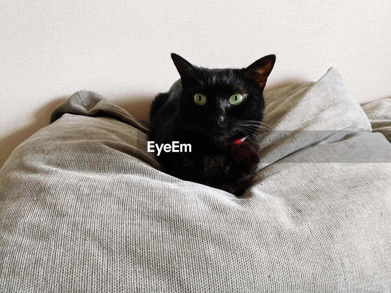 PORTRAIT OF BLACK CAT RELAXING ON BED AT HOME