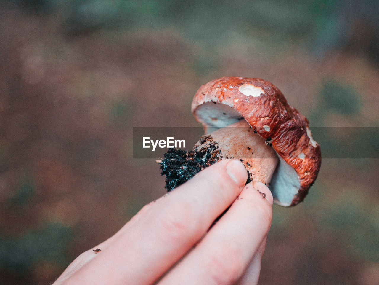Close-up of hand holding porcini mushroom