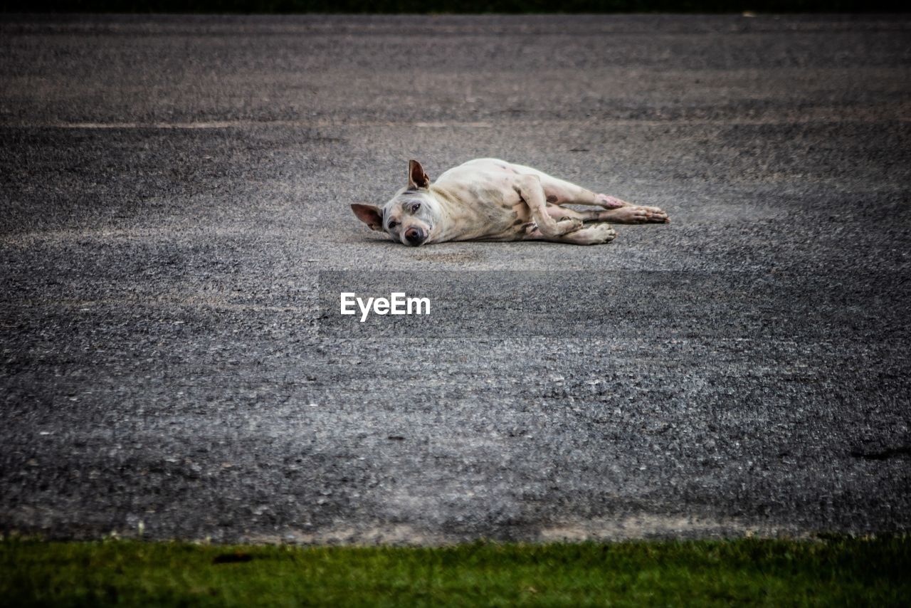 DOGS SLEEPING ON ROAD