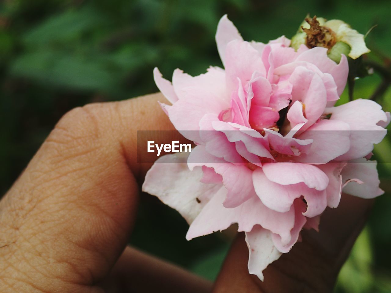 CLOSE-UP OF HAND HOLDING PINK FLOWERS
