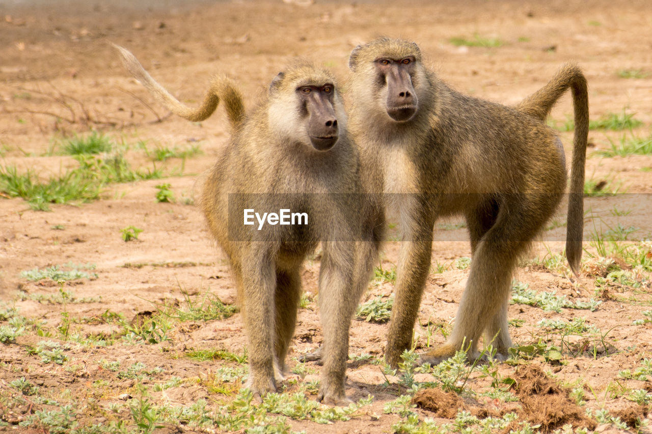 Baboons on field