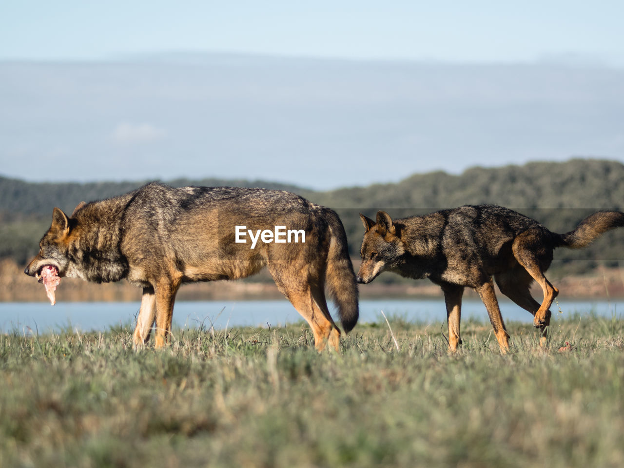 The wolf canis lupus is a member of the mammalian order known as carni