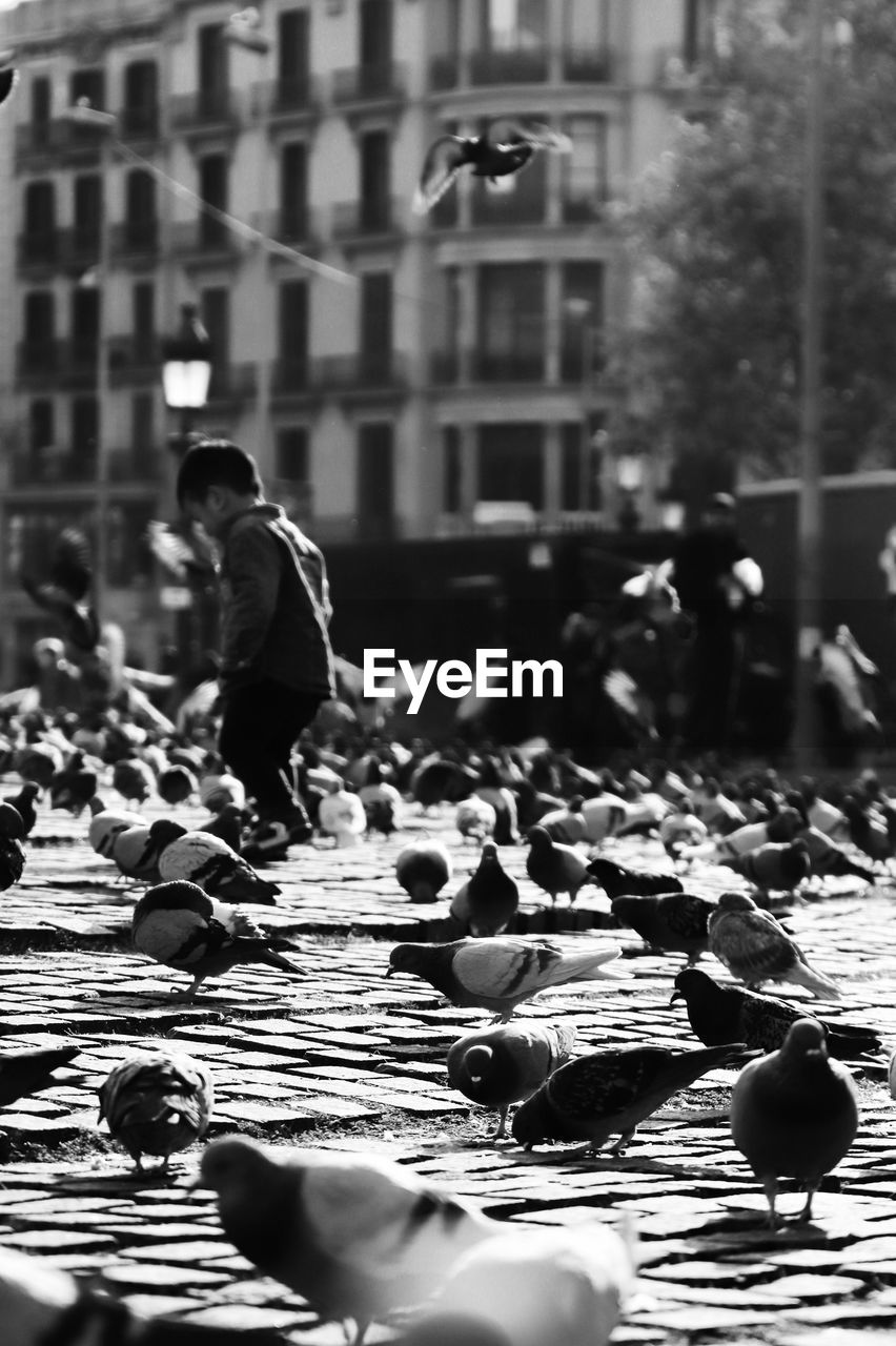 Boy standing amidst birds on footpath in city