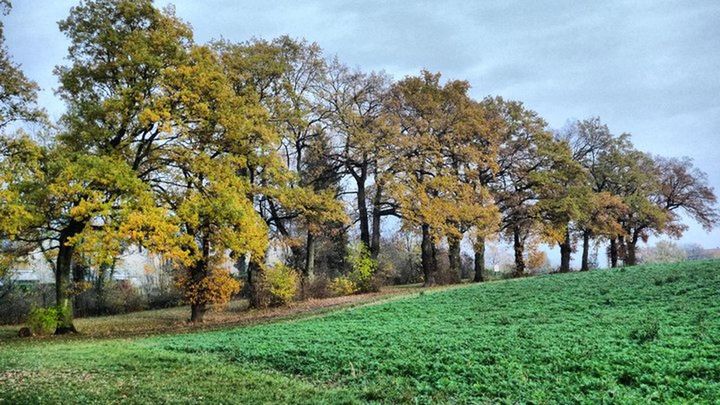 TREES ON GRASSY FIELD