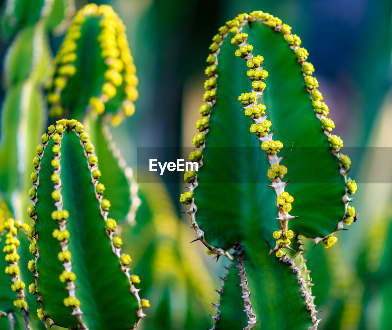 CLOSE-UP OF CACTUS PLANTS