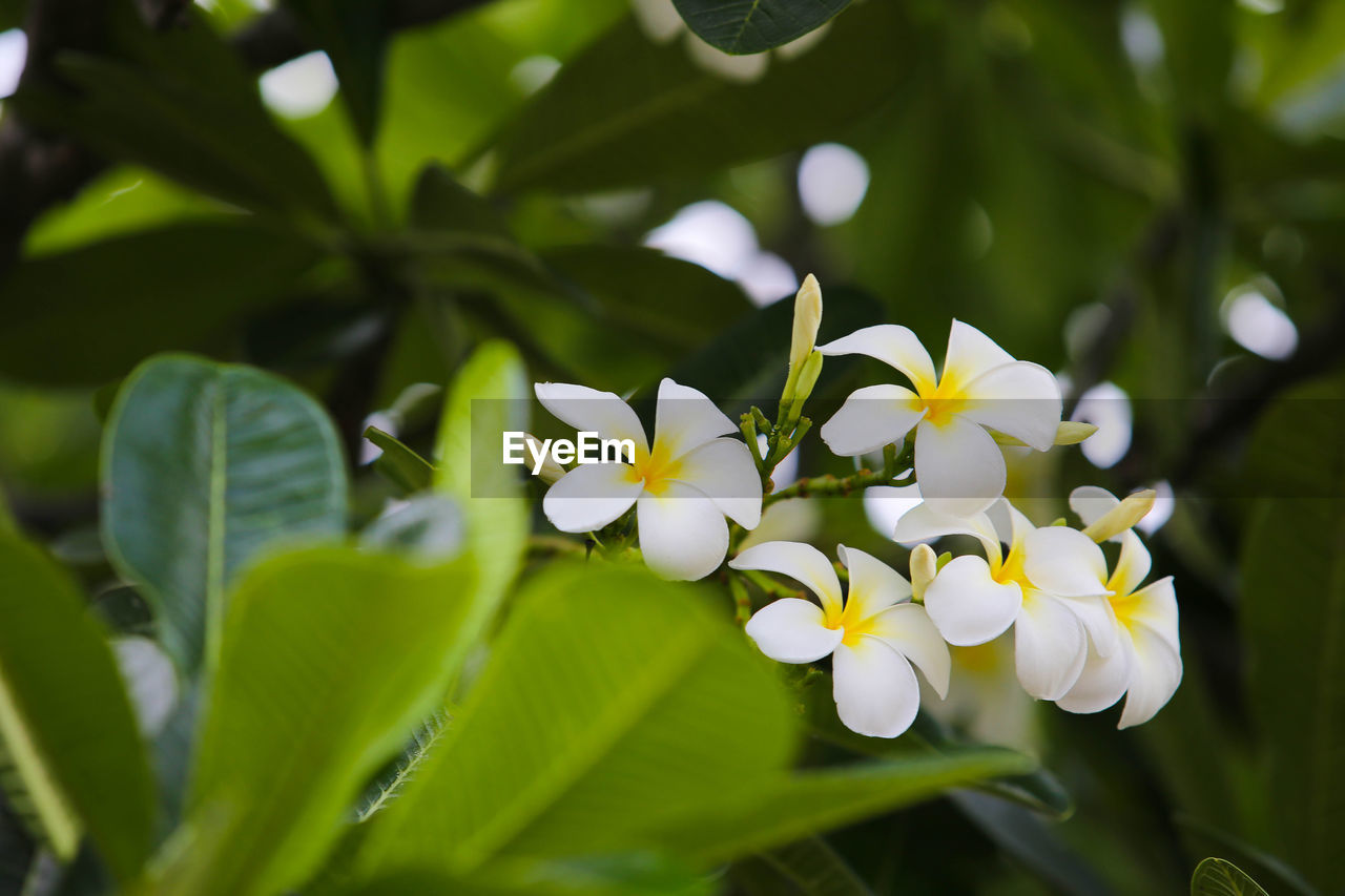 CLOSE-UP OF WHITE FLOWERING PLANT WITH FLOWERS