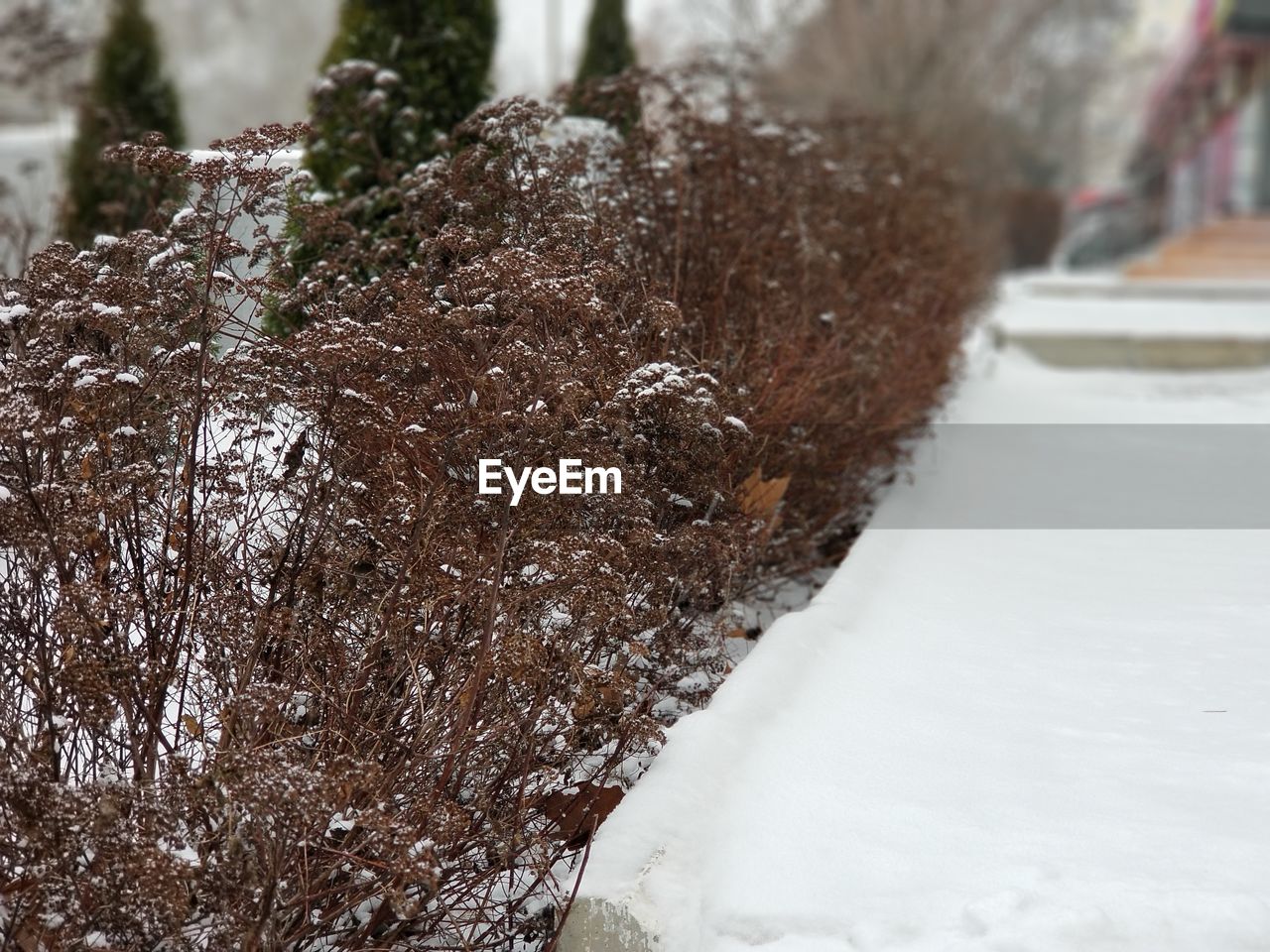 CLOSE-UP OF SNOW ON LEAF