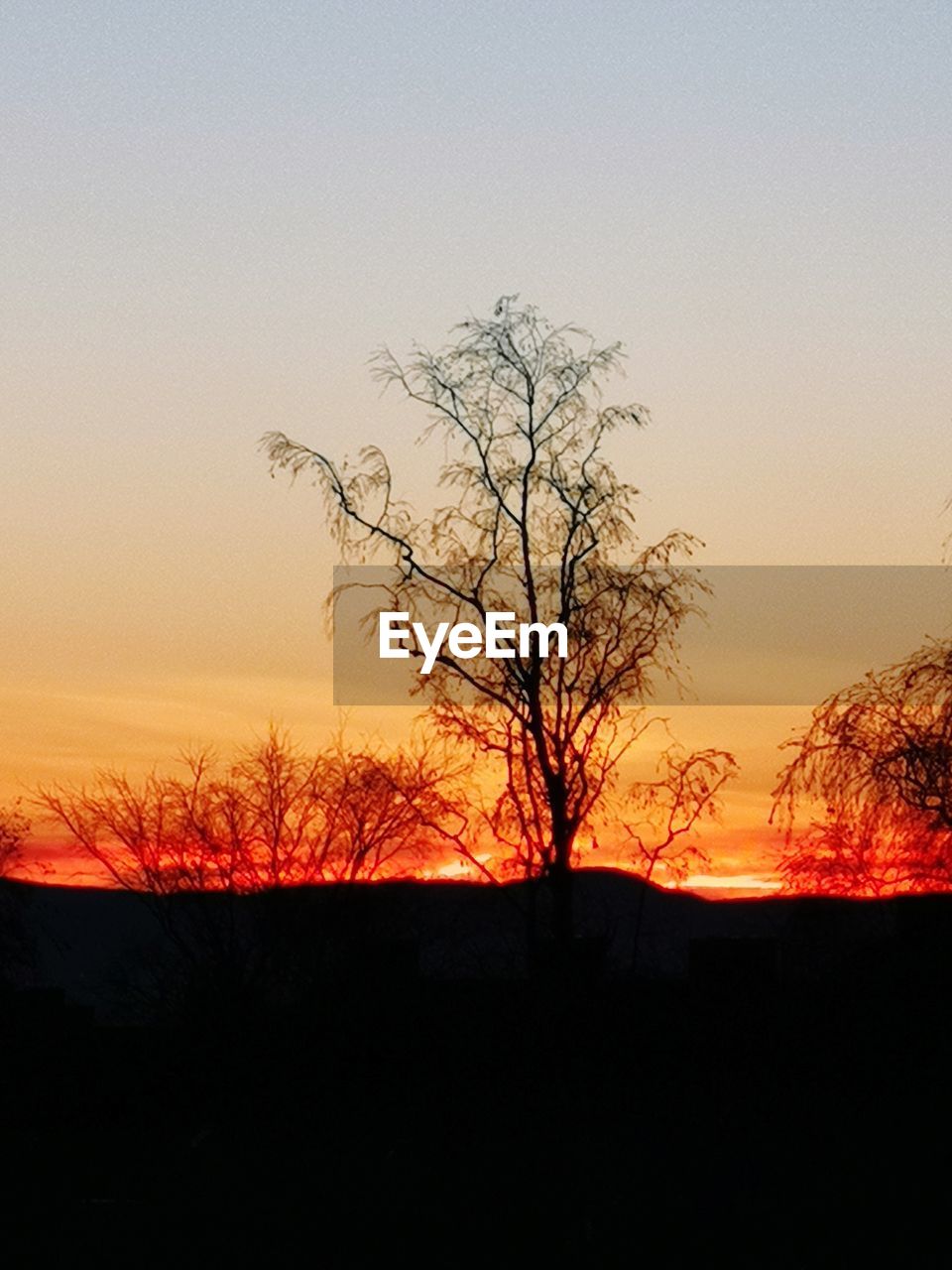SILHOUETTE BARE TREES ON FIELD AGAINST SKY AT SUNSET