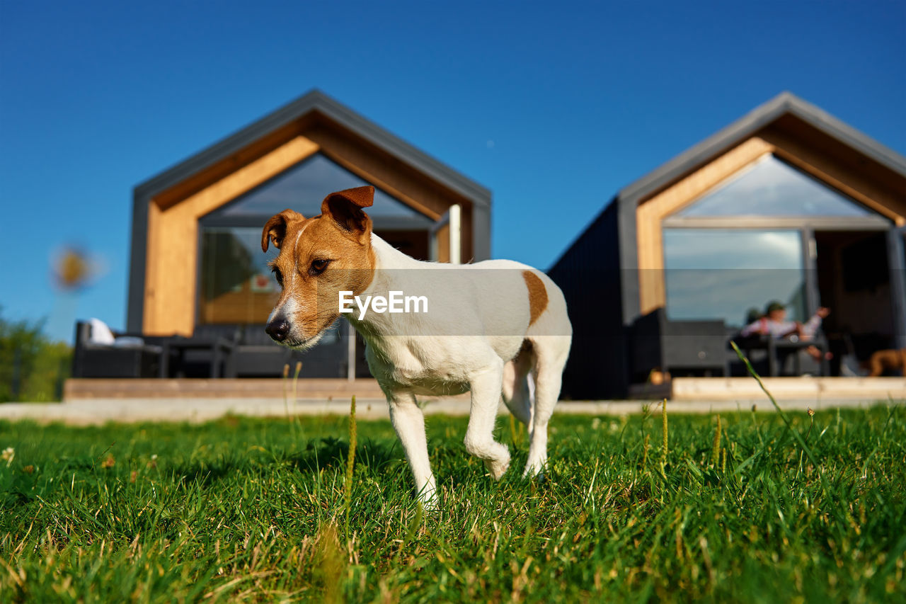 Dog running on field near family house