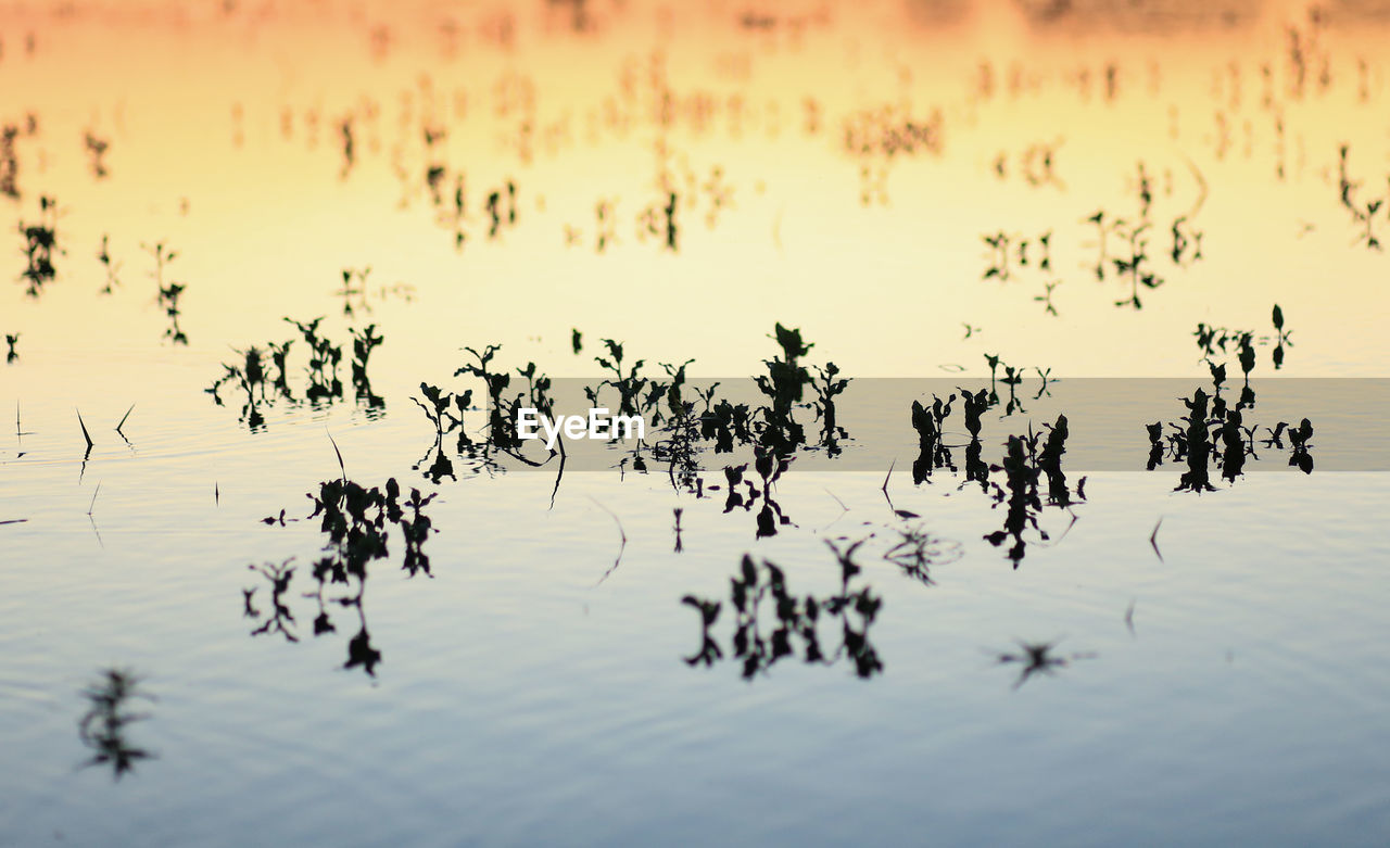 VIEW OF BIRDS IN LAKE