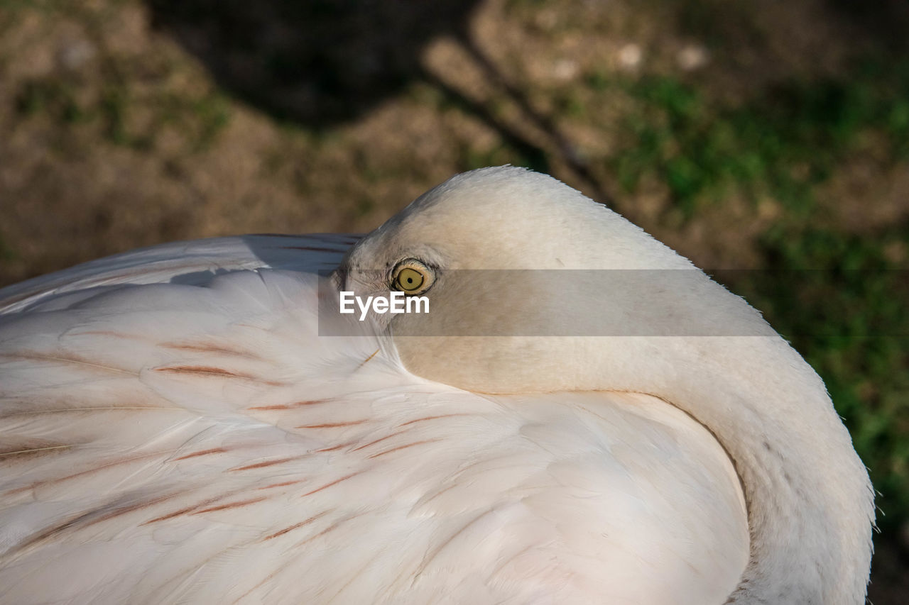 CLOSE-UP OF WHITE BIRD