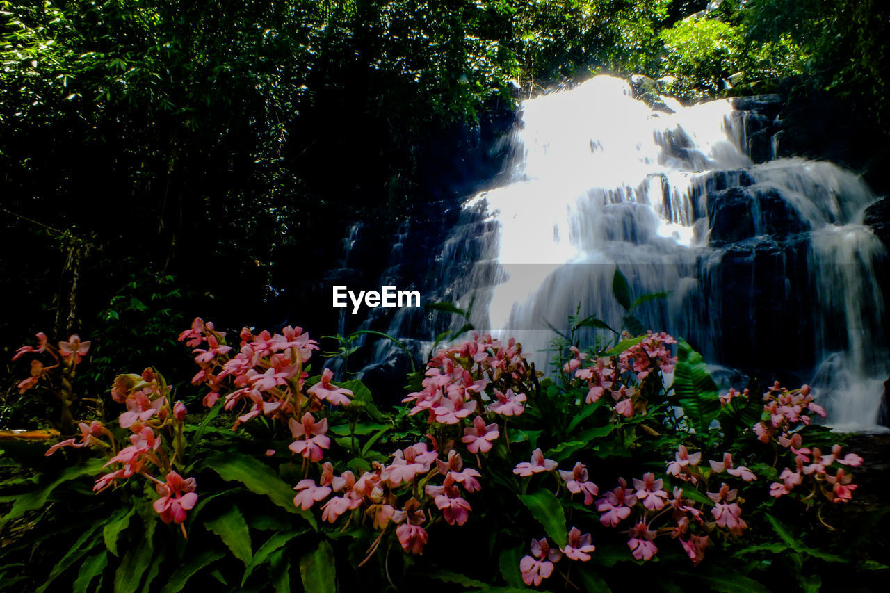 FLOWERS GROWING IN FOREST