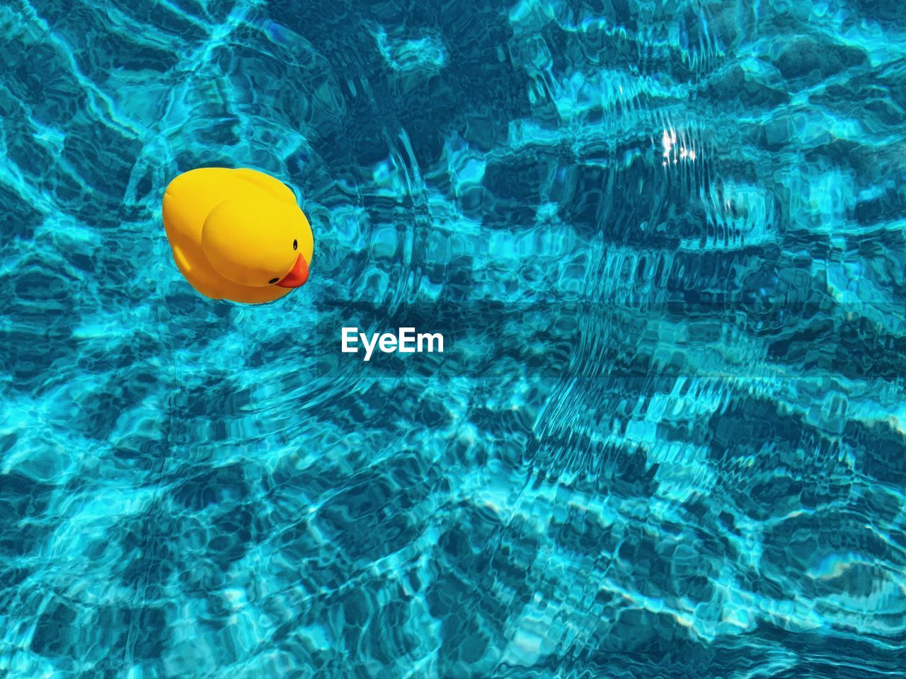 Yellow rubber ducky in blue swimming pool