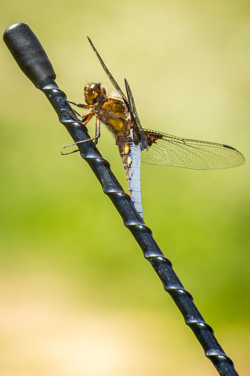 Close-up of dragonfly on microphone