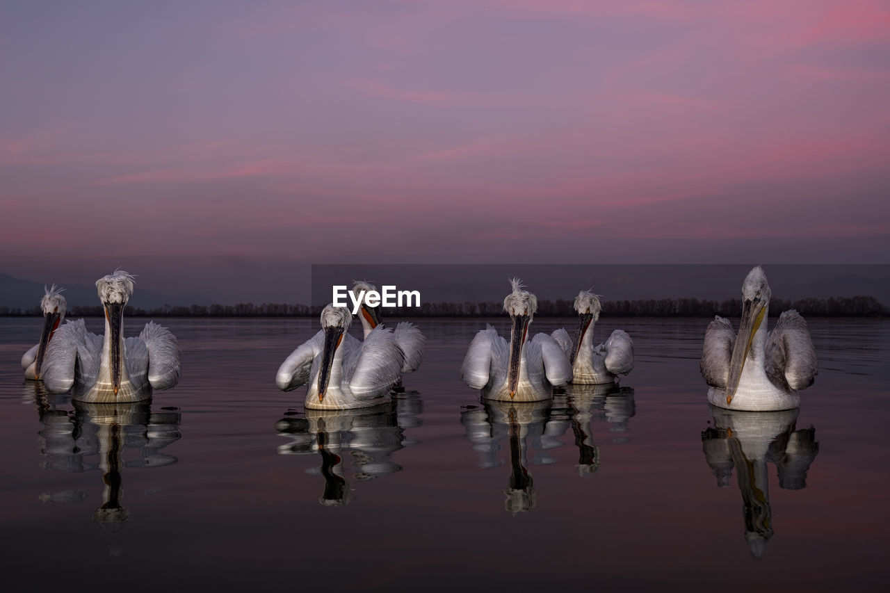 HIGH ANGLE VIEW OF BIRDS IN LAKE