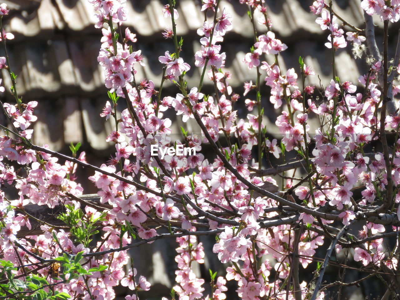 CLOSE-UP OF CHERRY BLOSSOM