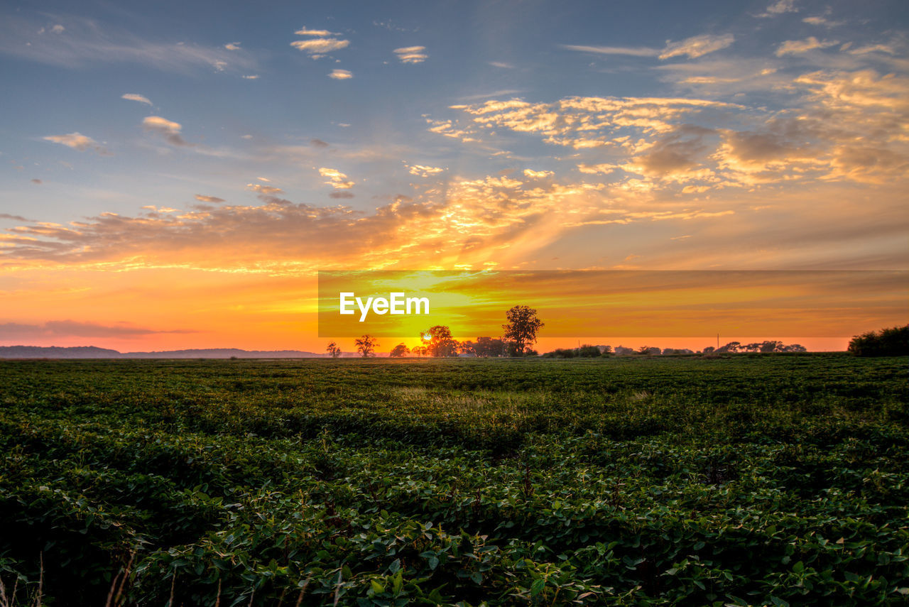 SCENIC VIEW OF GRASSY FIELD AGAINST SKY DURING SUNSET