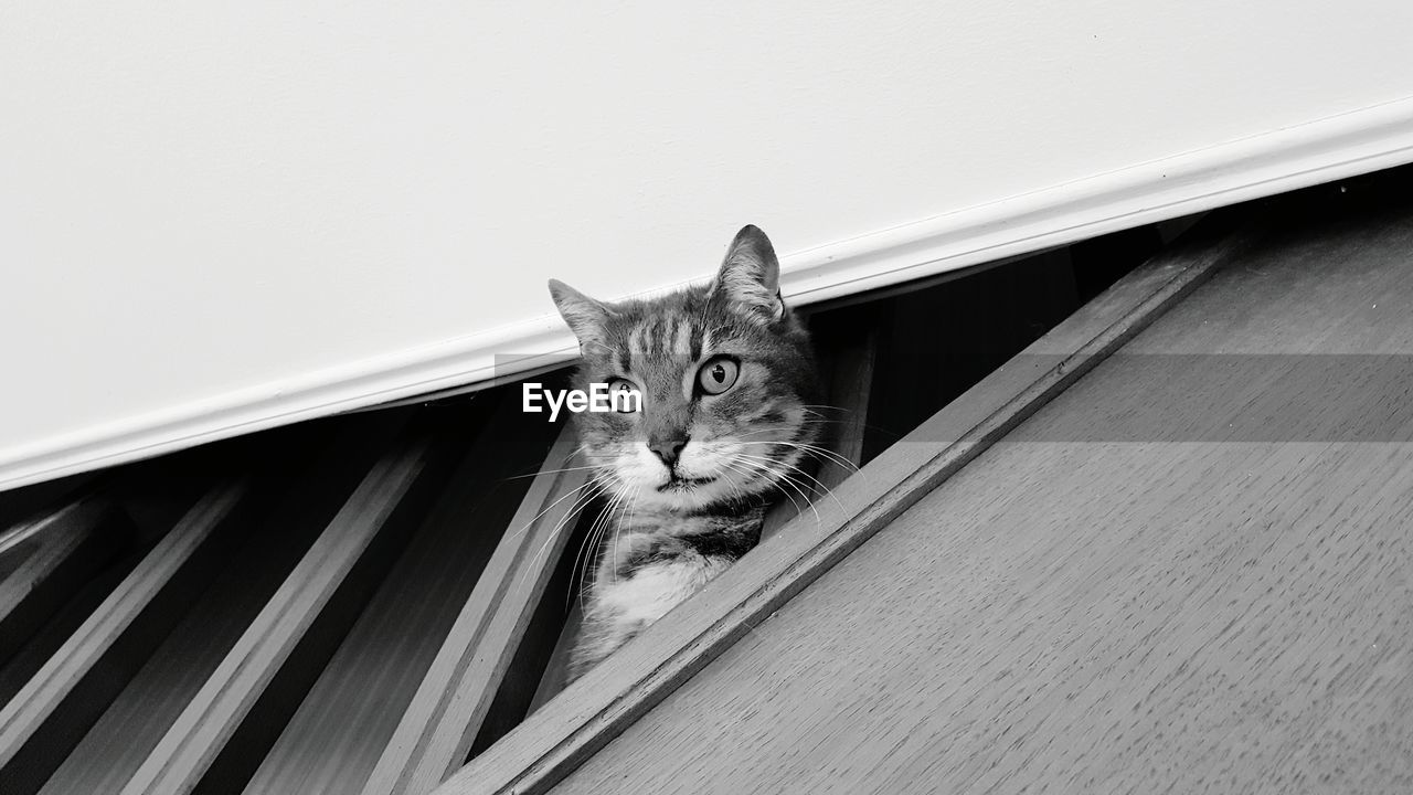 Portrait of cat standing on steps