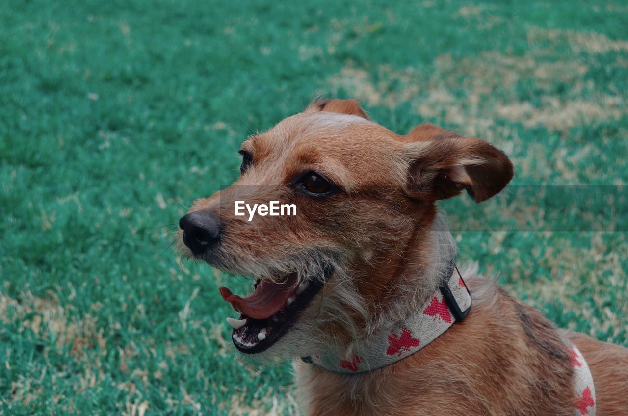 Close-up of a dog on field