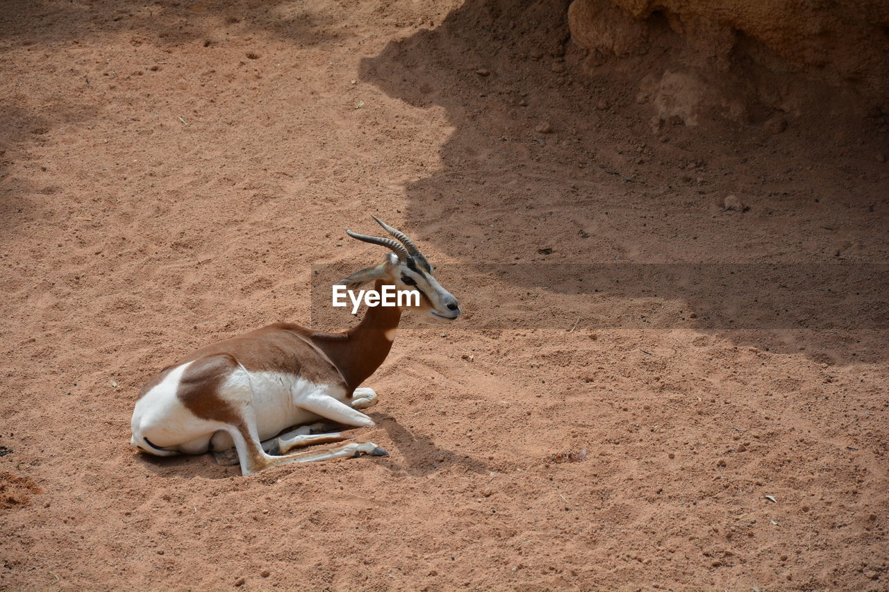 High angle view of gazelle on sand