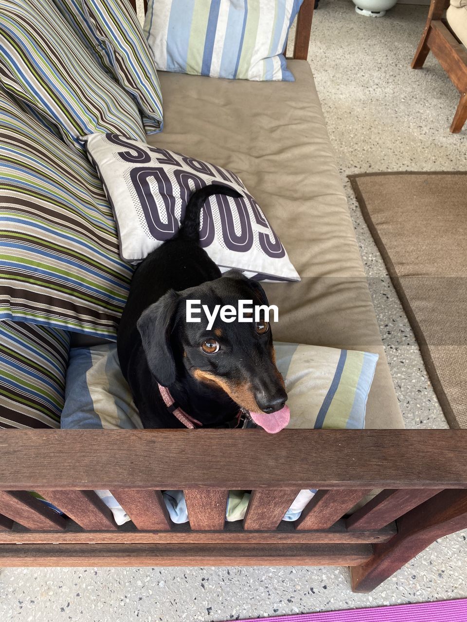 HIGH ANGLE VIEW OF BLACK DOG RESTING ON FLOOR