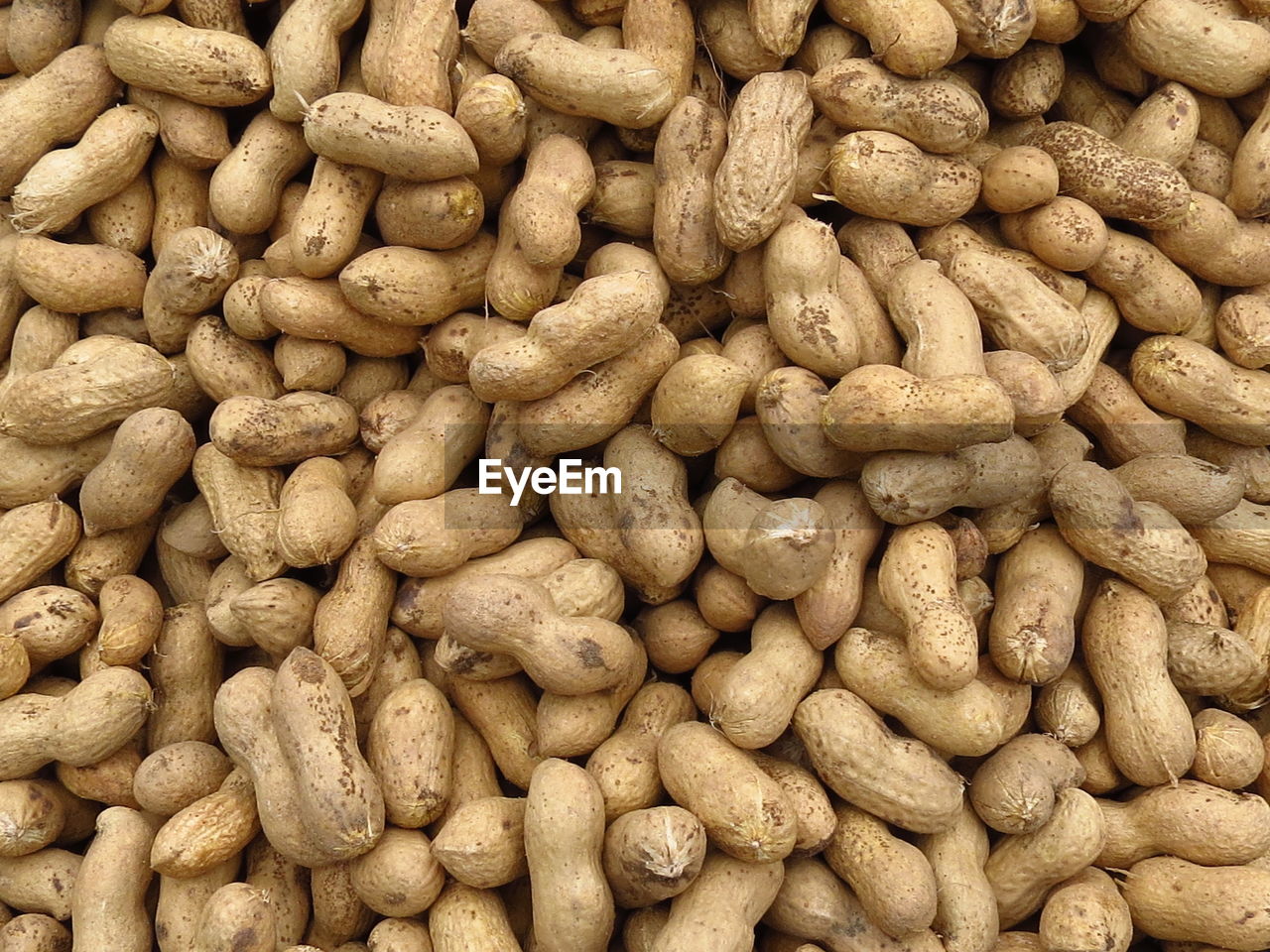 Peanut is an important economic crop