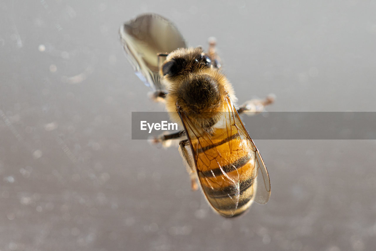 animal themes, animal, bee, one animal, animal wildlife, insect, wildlife, honey bee, macro photography, close-up, no people, nature, animal body part, beauty in nature, animal wing, yellow