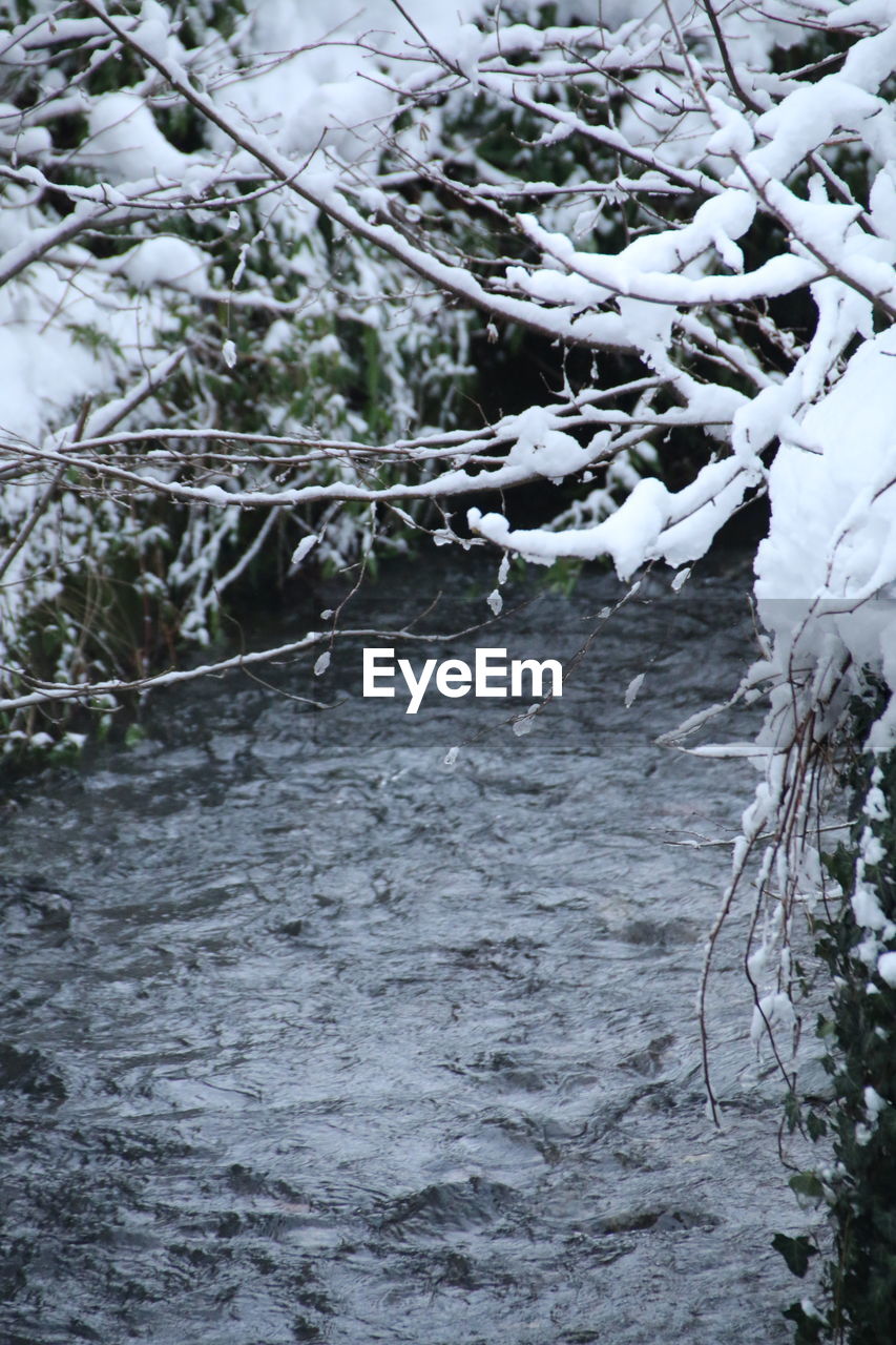 VIEW OF FROZEN TREES IN FOREST