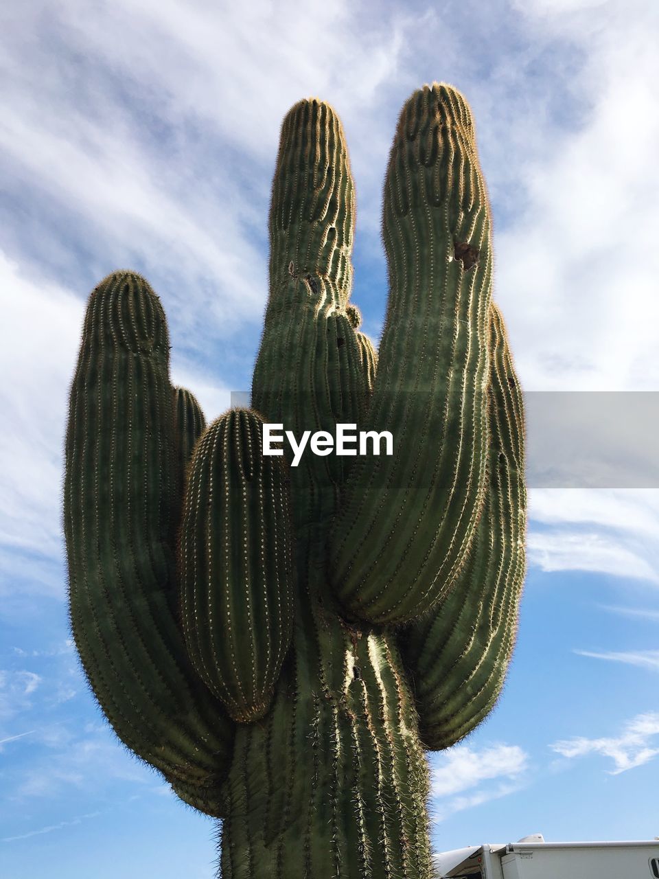 Low angle view of statue of cactus against sky