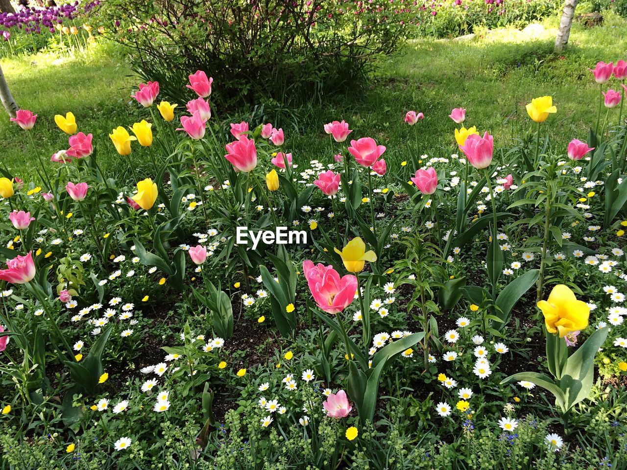 High angle view of tulips and daisies blooming at park