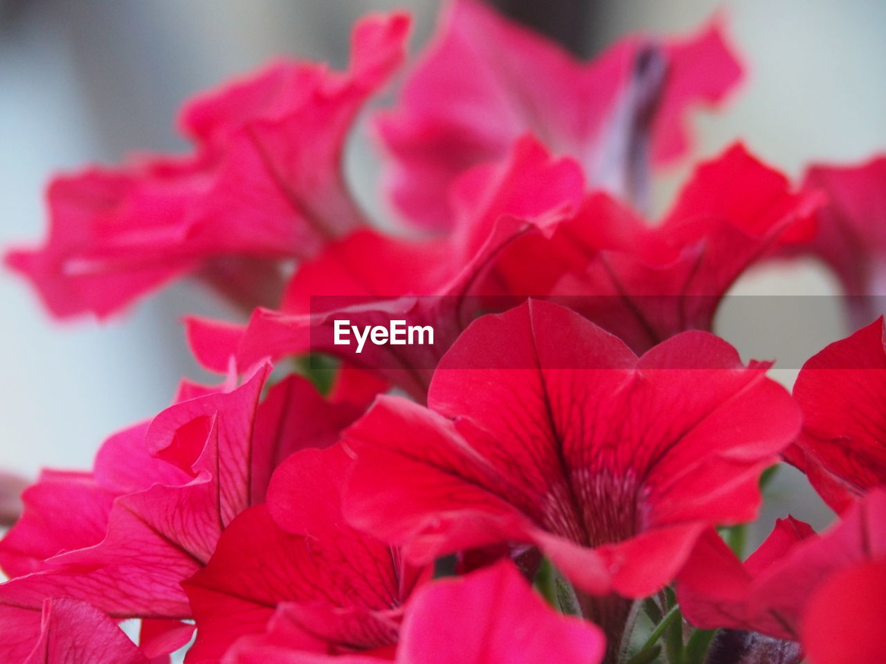 CLOSE-UP OF RED PINK FLOWERS